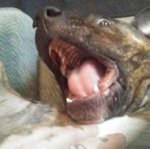 Meet your Posher, Greg